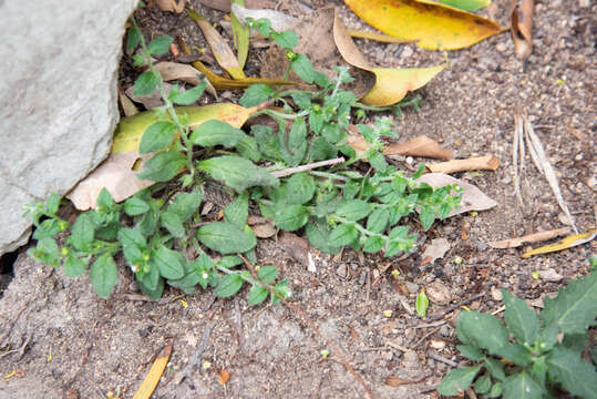 Image of leaf between flower