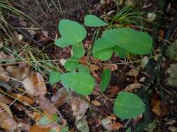 Imagem de Desmodium psilophyllum Schltdl.