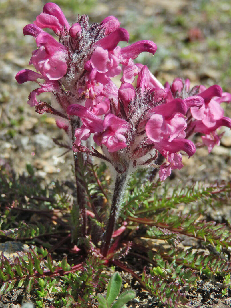 Image of Pedicularis rosea subsp. allionii (Rchb. fil.) E. Mayer