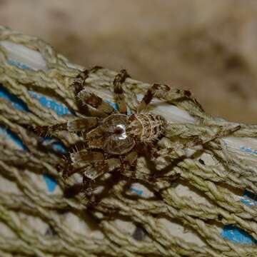 Imagem de Pararaneus perforatus (Thorell 1899)