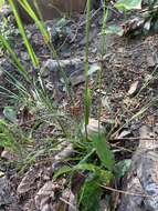 Image of flattened oatgrass