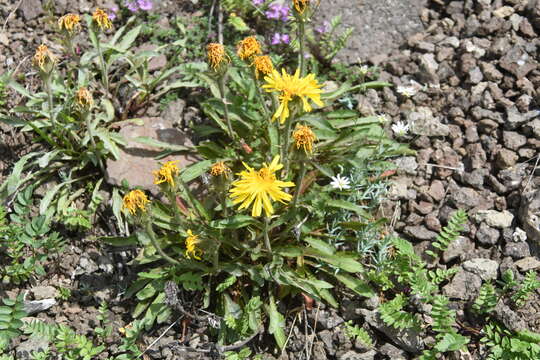 Image of Crepis chrysantha (Ledeb.) Turcz.