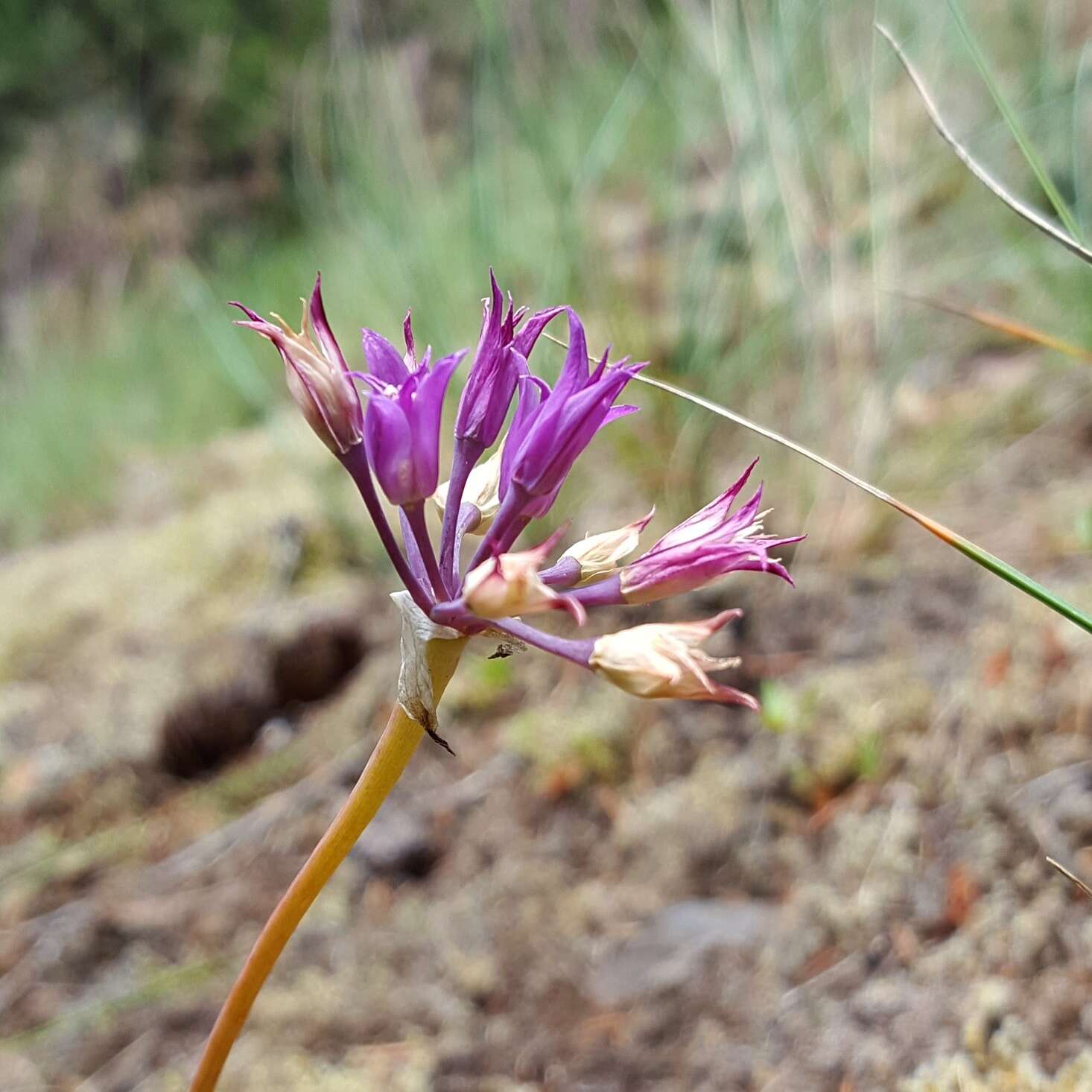 Sivun Allium acuminatum Hook. kuva