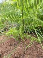 Image of Asparagus saundersiae Baker