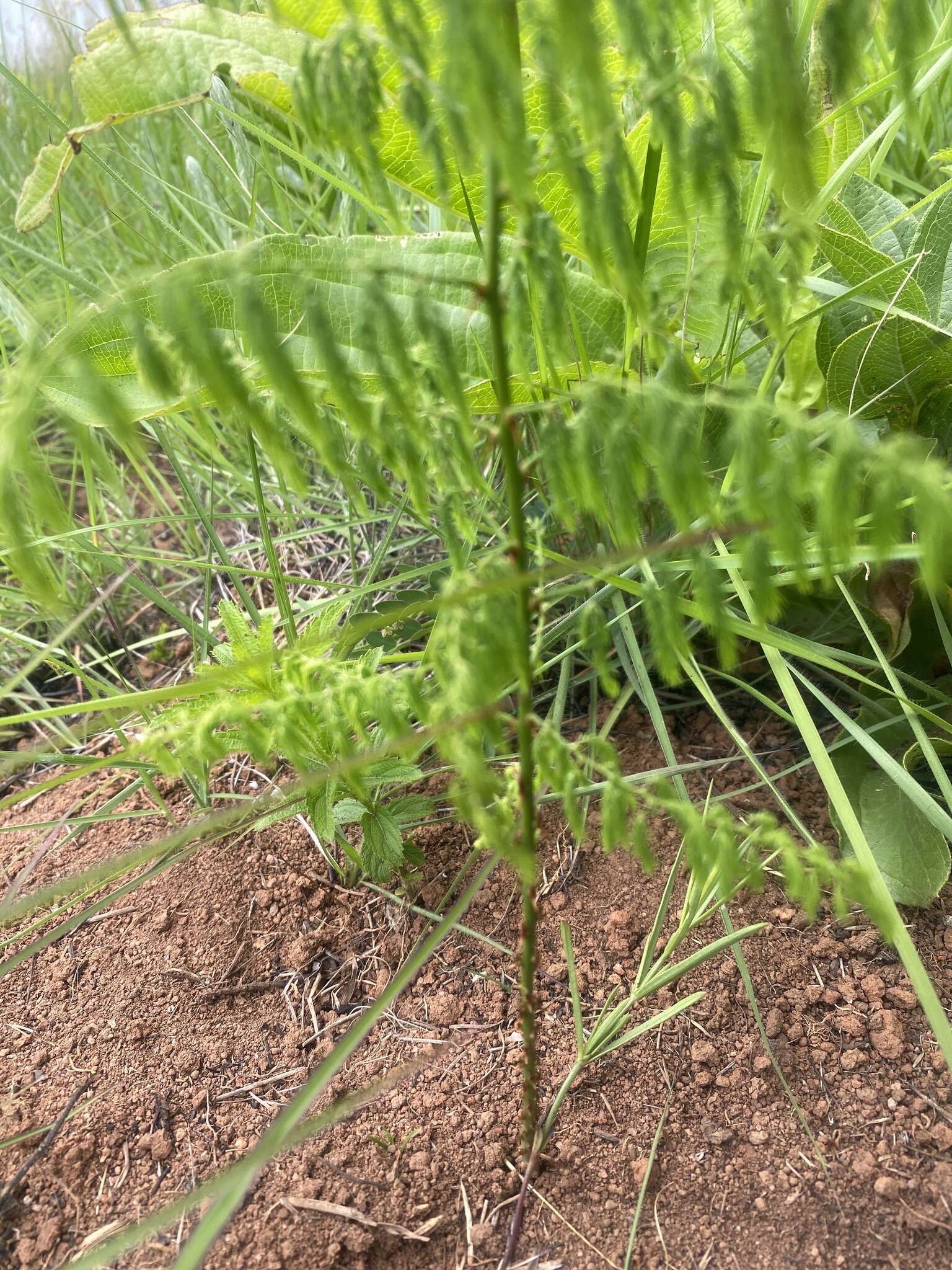 Image of Asparagus saundersiae Baker