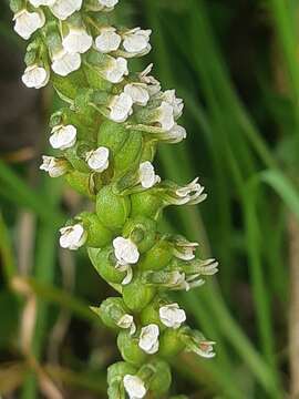 Image of Cyclopogon peruvianus (C. Presl) Schltr.