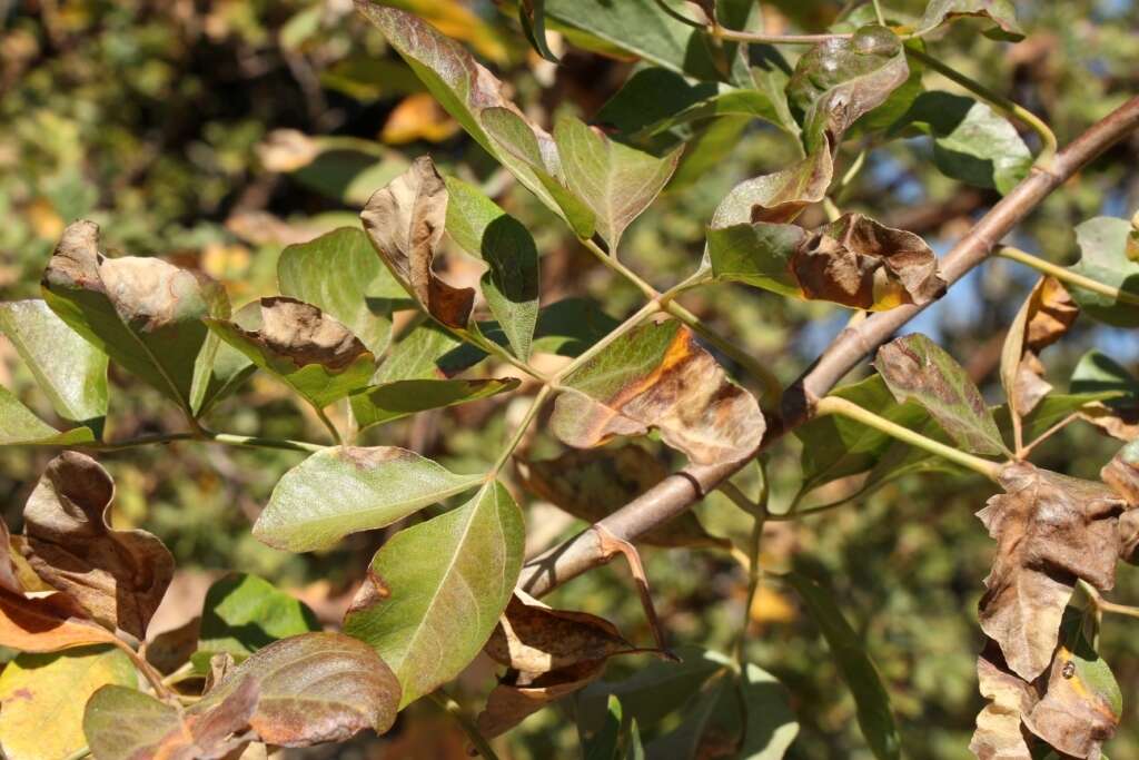 Heteromorpha arborescens (Thunb.) Cham. & Schltdl.的圖片