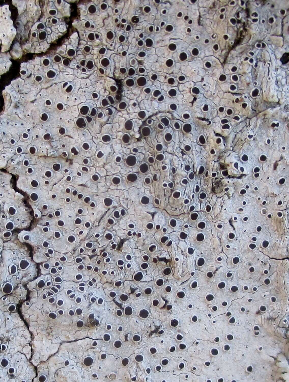 Image de Lecanora glabrata (Ach.) Malme