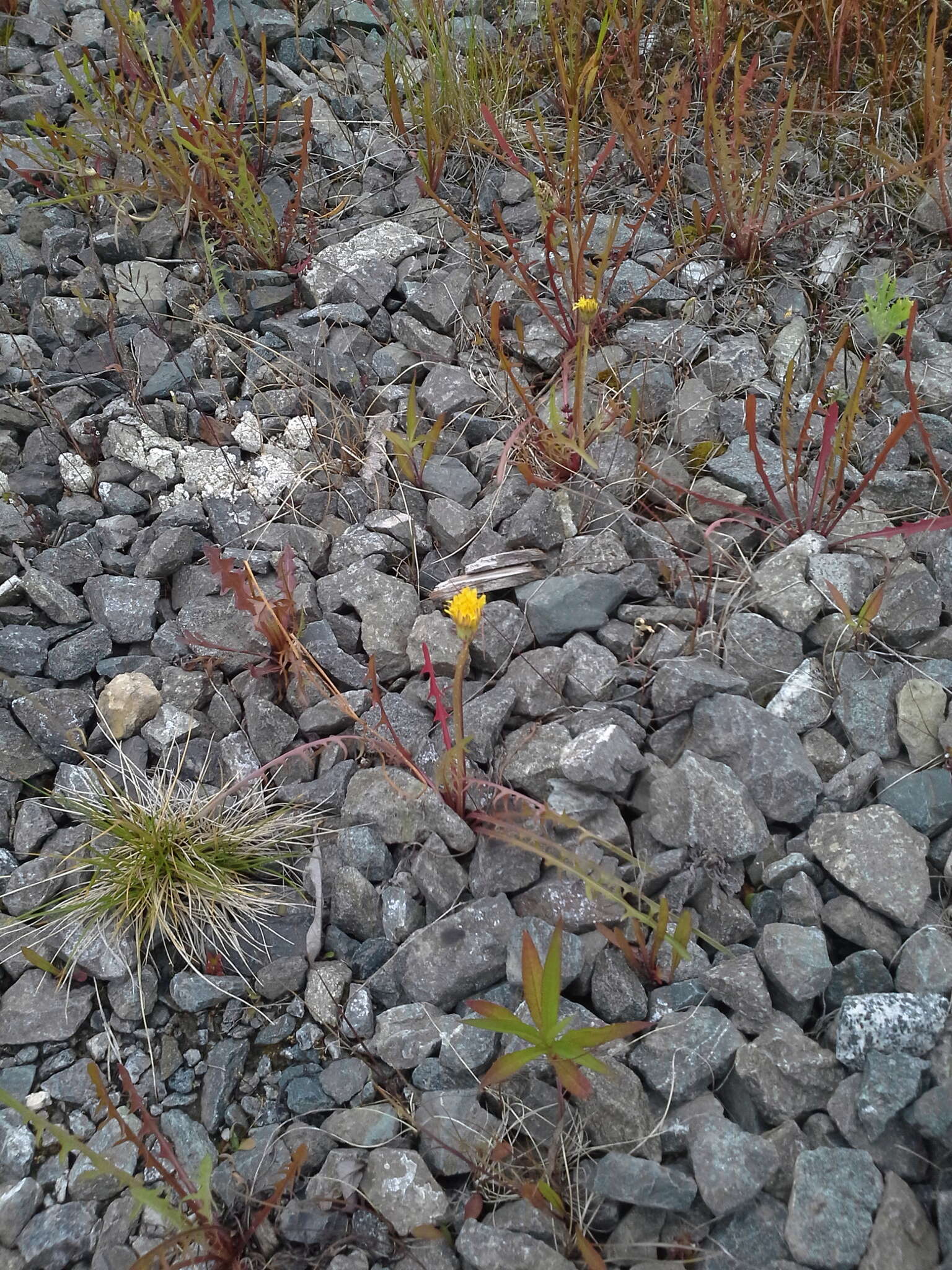 Image of Showy dandelion