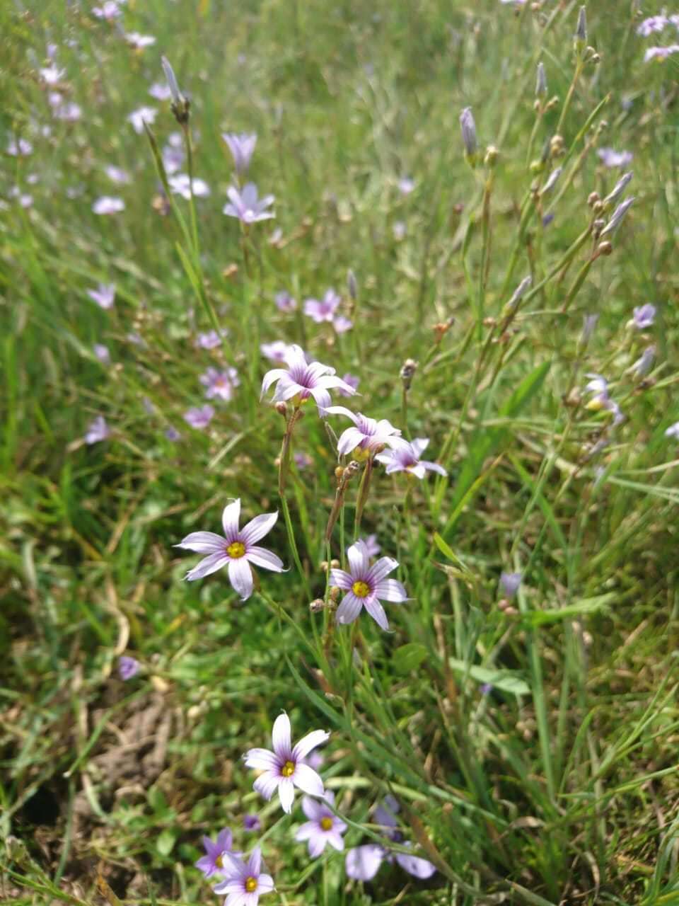 Sisyrinchium platense I. M. Johnst.的圖片