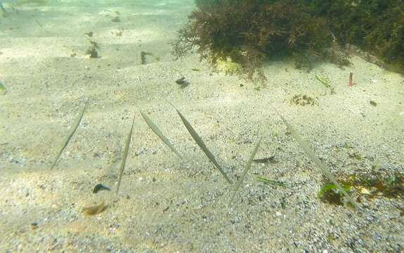 Image of Bluespotted cornetfish