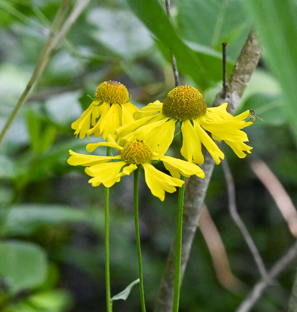 Image of Short-Leaf Sneezeweed