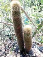 Image of Mammillaria eriacantha Link & Otto ex Pfeiff.