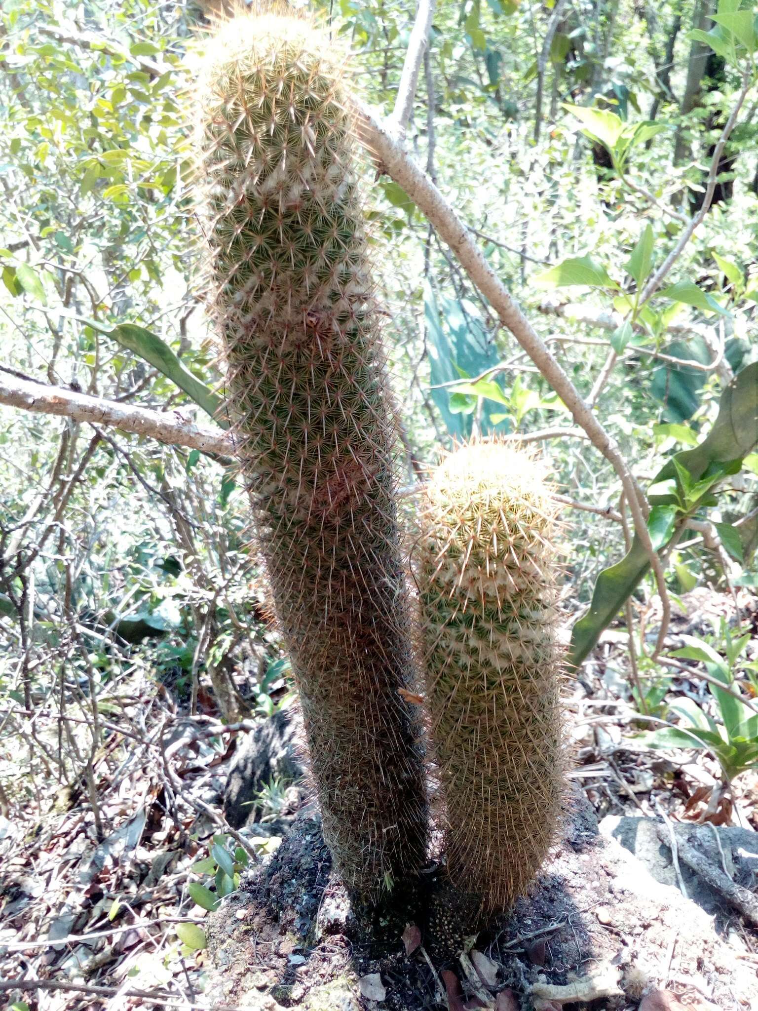 Image of Mammillaria eriacantha Link & Otto ex Pfeiff.