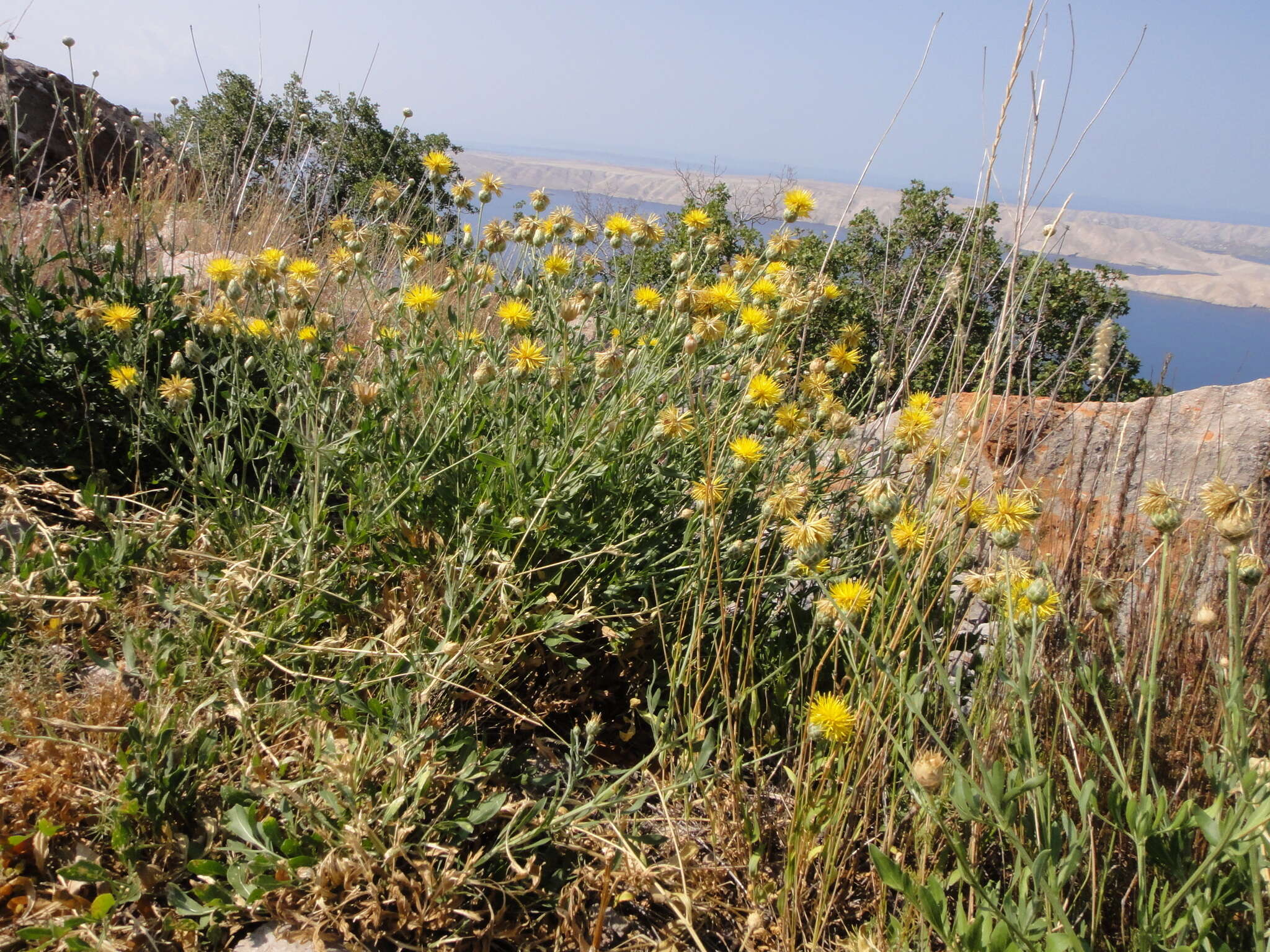 Image of Centaurea rupestris L.