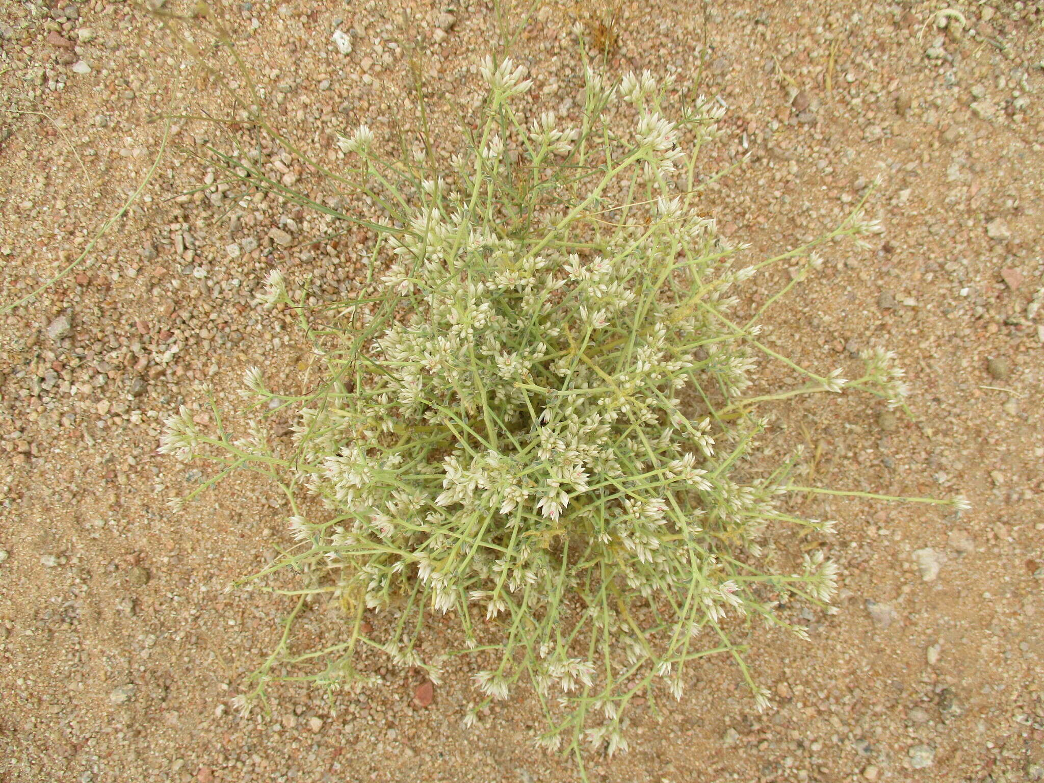 Image of Hermbstaedtia spathulifolia (Engl.) Bak.