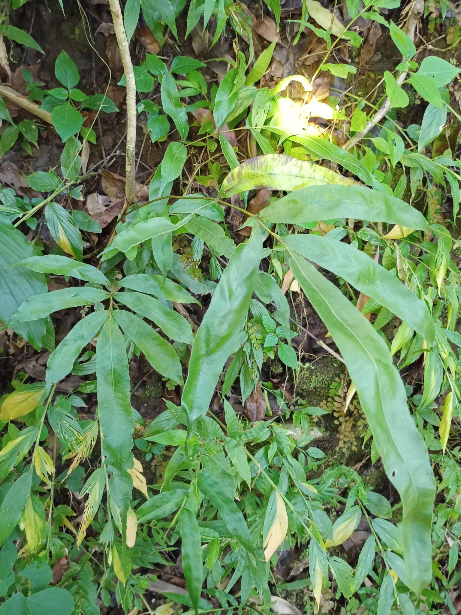 Image of Pteris venusta Kunze