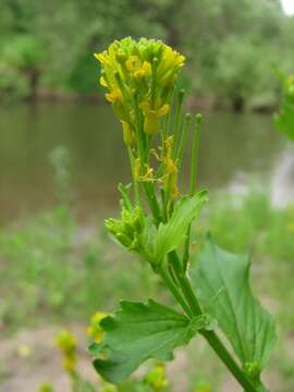 Image of small flowered winter-cress