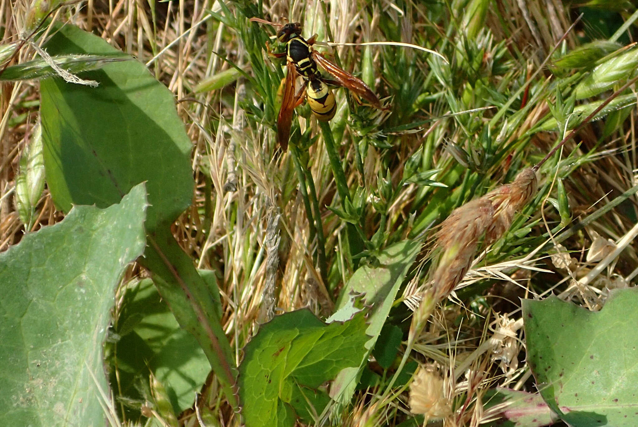 Image of Wasp