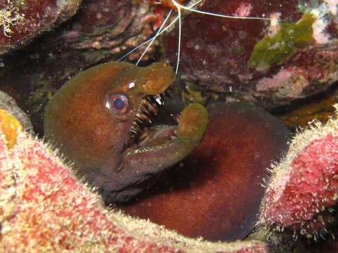 Image of Mottled Conger Moray