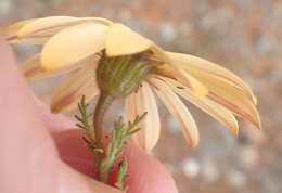 Image de Osteospermum pinnatum (Thunb.) Norlindh