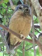 Image of Ochre-bellied Boobook