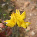 Image of Aspalathus tridentata subsp. fragilis R. Dahlgren