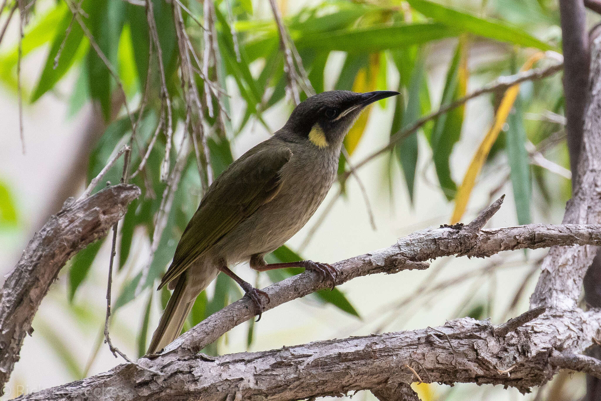 Image of Meliphaga Lewin 1808