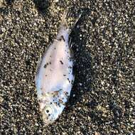 Image of Spotfin surfperch