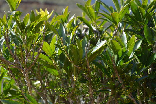 Image of Hugonia penicillanthemum Baill. ex Panch. & Sebert