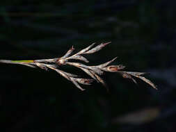 Image of Lepidosperma semiteres Boeckeler