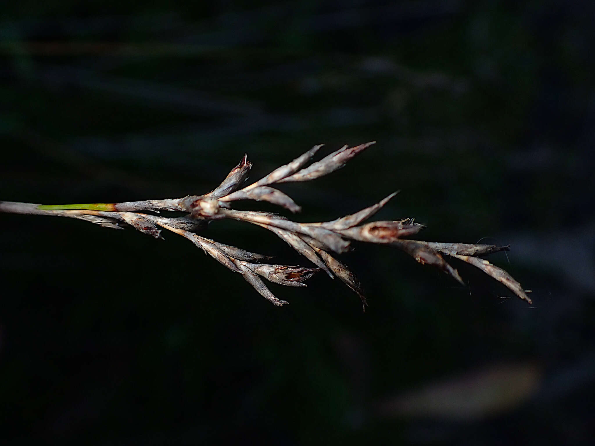 Image of Lepidosperma semiteres Boeckeler