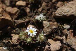 Image of Oriastrum pusillum (D. Don) Poepp. & Endl.