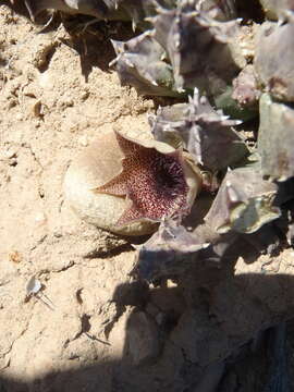 Huernia barbata subsp. barbata的圖片