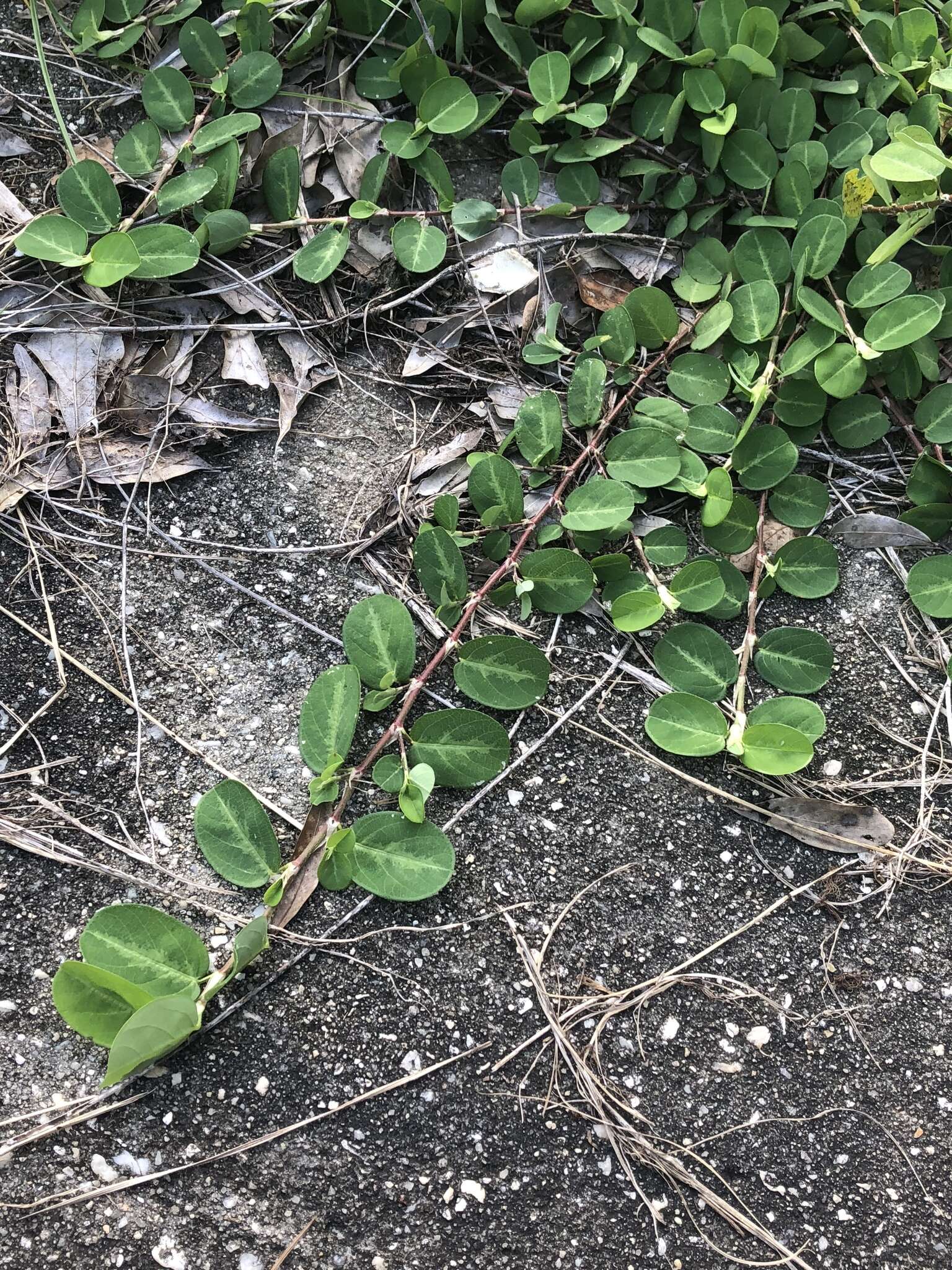 Image of white moneywort