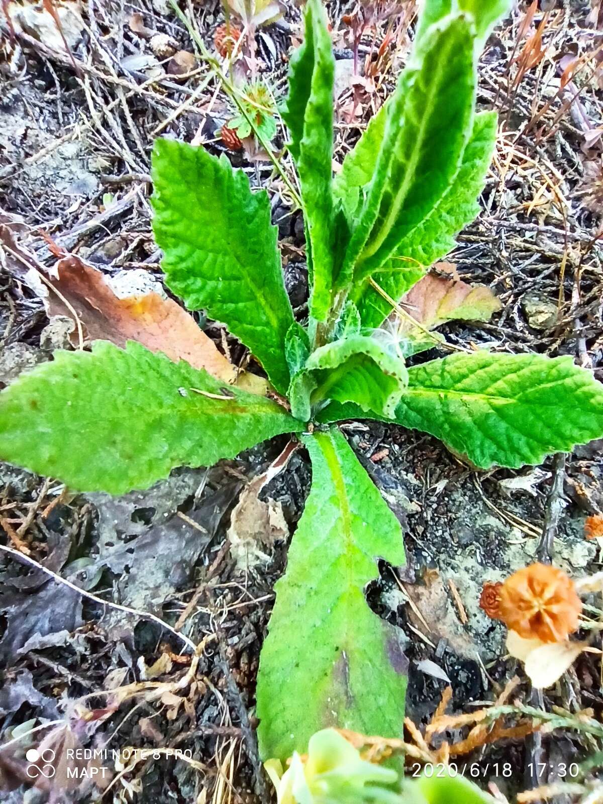 صورة Pulicaria odora (L.) Rchb.