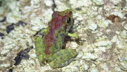 Image of Pristimantis zeuctotylus (Lynch & Hoogmoed 1977)