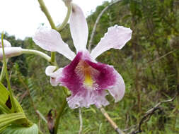 Image of Sobralia roezlii Rchb. fil.