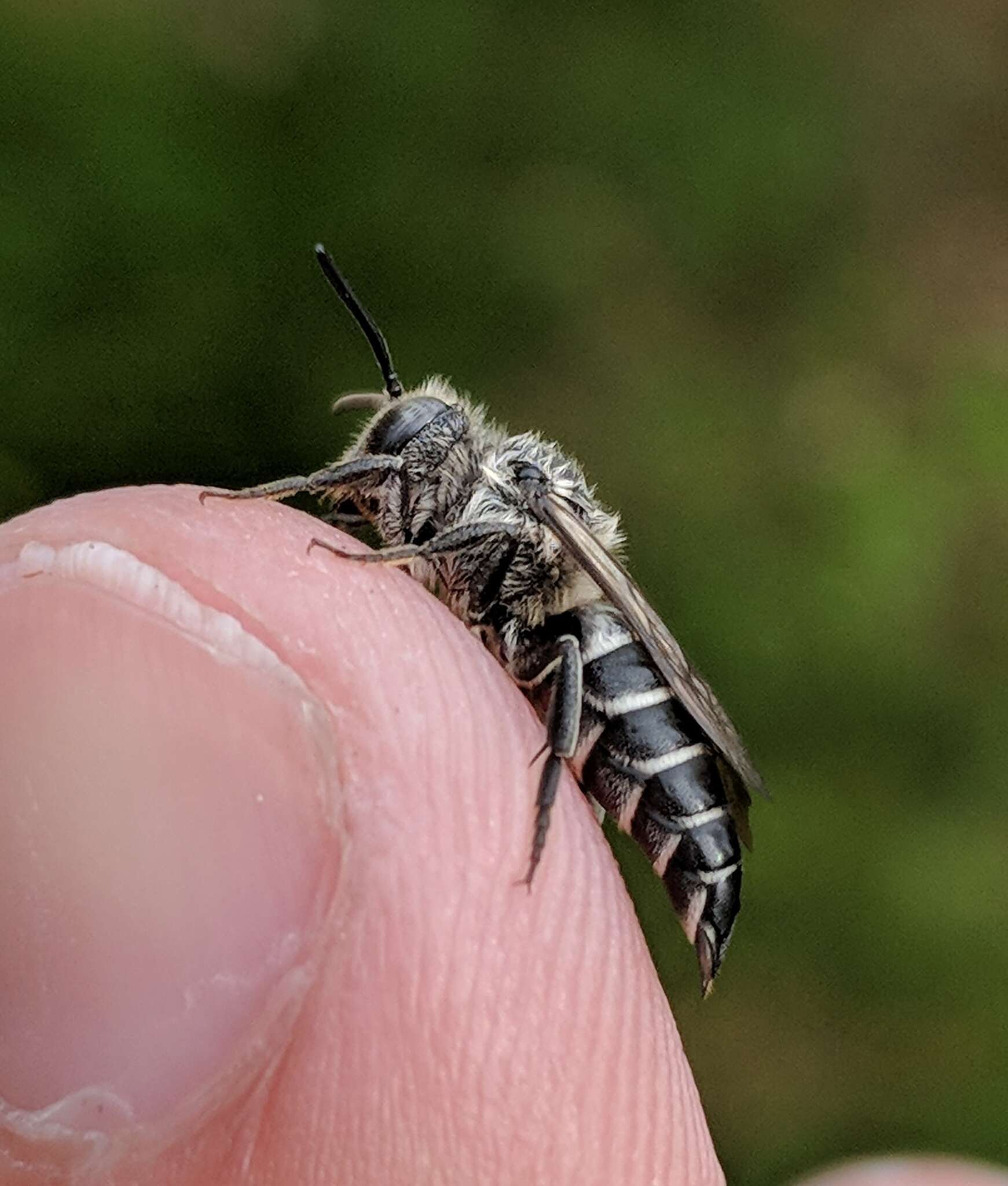 Image of Coelioxys sodalis Cresson 1878