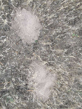 Image of Yellow-faced Pocket Gopher