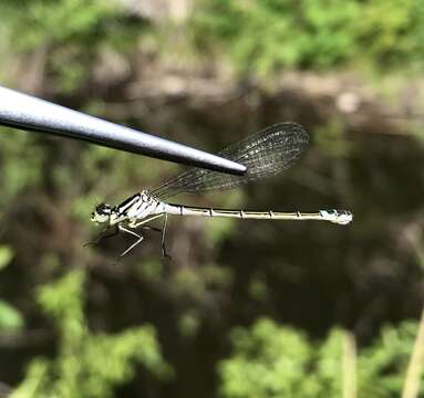 Plancia ëd Coenagrion lunulatum (Charpentier 1840)