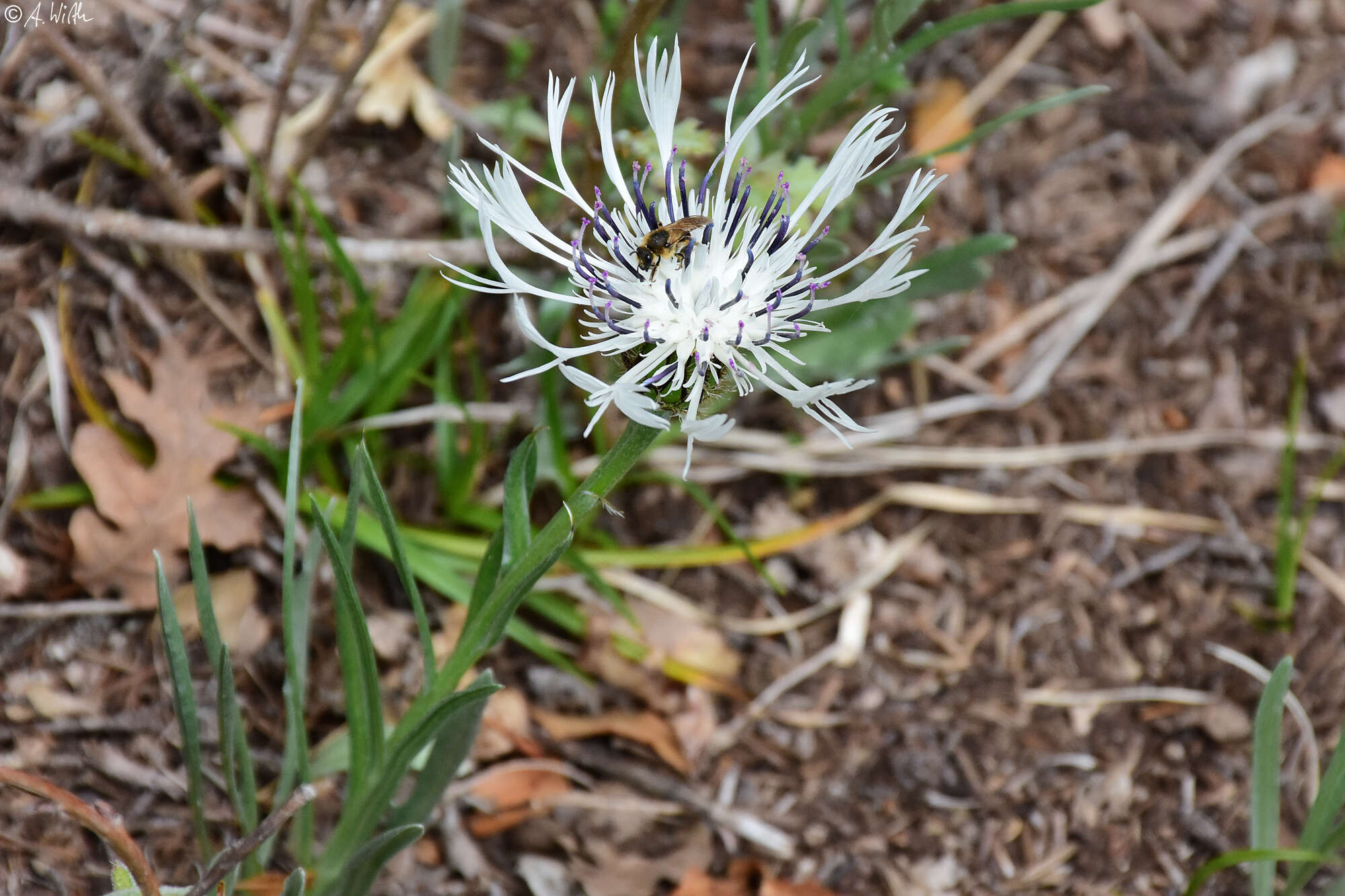 Image de Centaurea napulifera Rochel