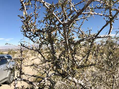 Prunus fasciculata (Torr.) Gray resmi