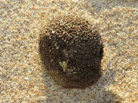 Image of Snail fur hydroid