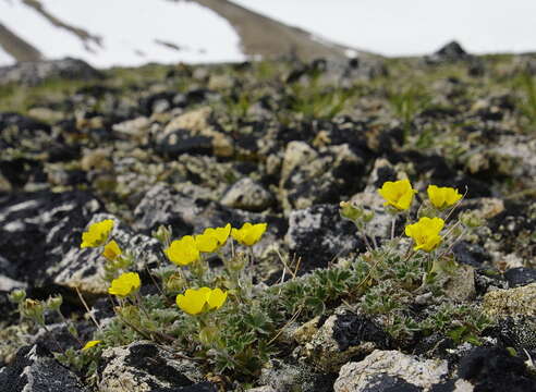 Image de Potentilla subvahliana B. A. Jurtzev