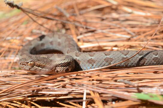 Image of Cerrophidion wilsoni Jadin, Townsend, Castoe & Campbell 2012