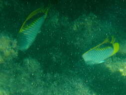 Chaetodon lineolatus Cuvier 1831 resmi