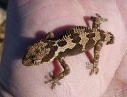 Image of Rough Thick-toed Gecko