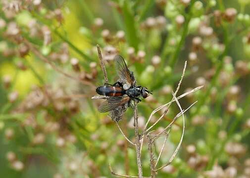 Plancia ëd Cylindromyia auriceps (Meigen 1838)