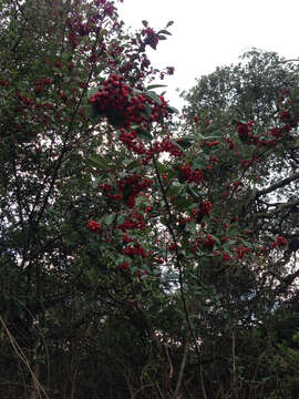 Image of Cotoneaster coriaceus Franch.